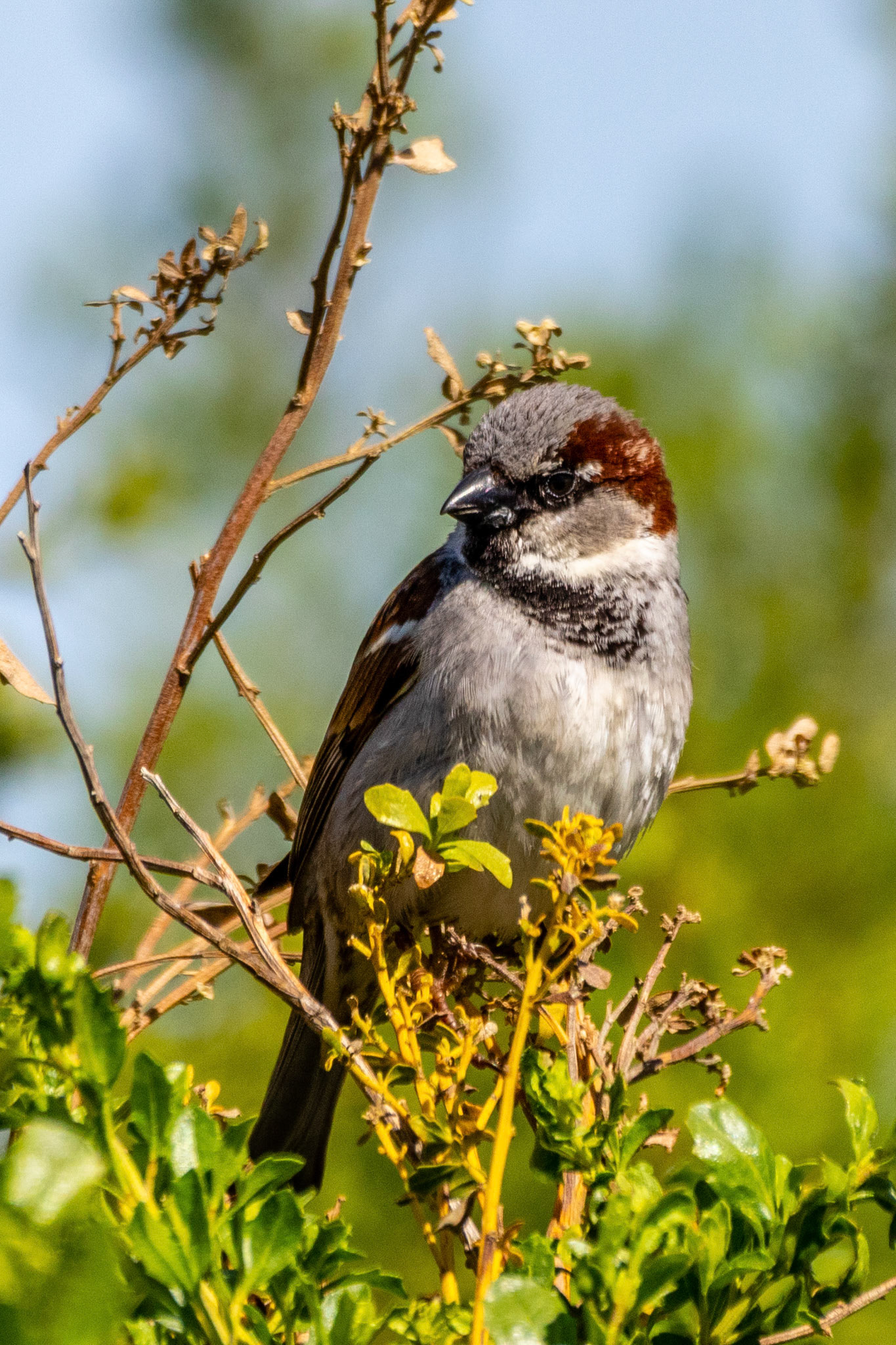 House Sparrow at Carpinteria Marsh
