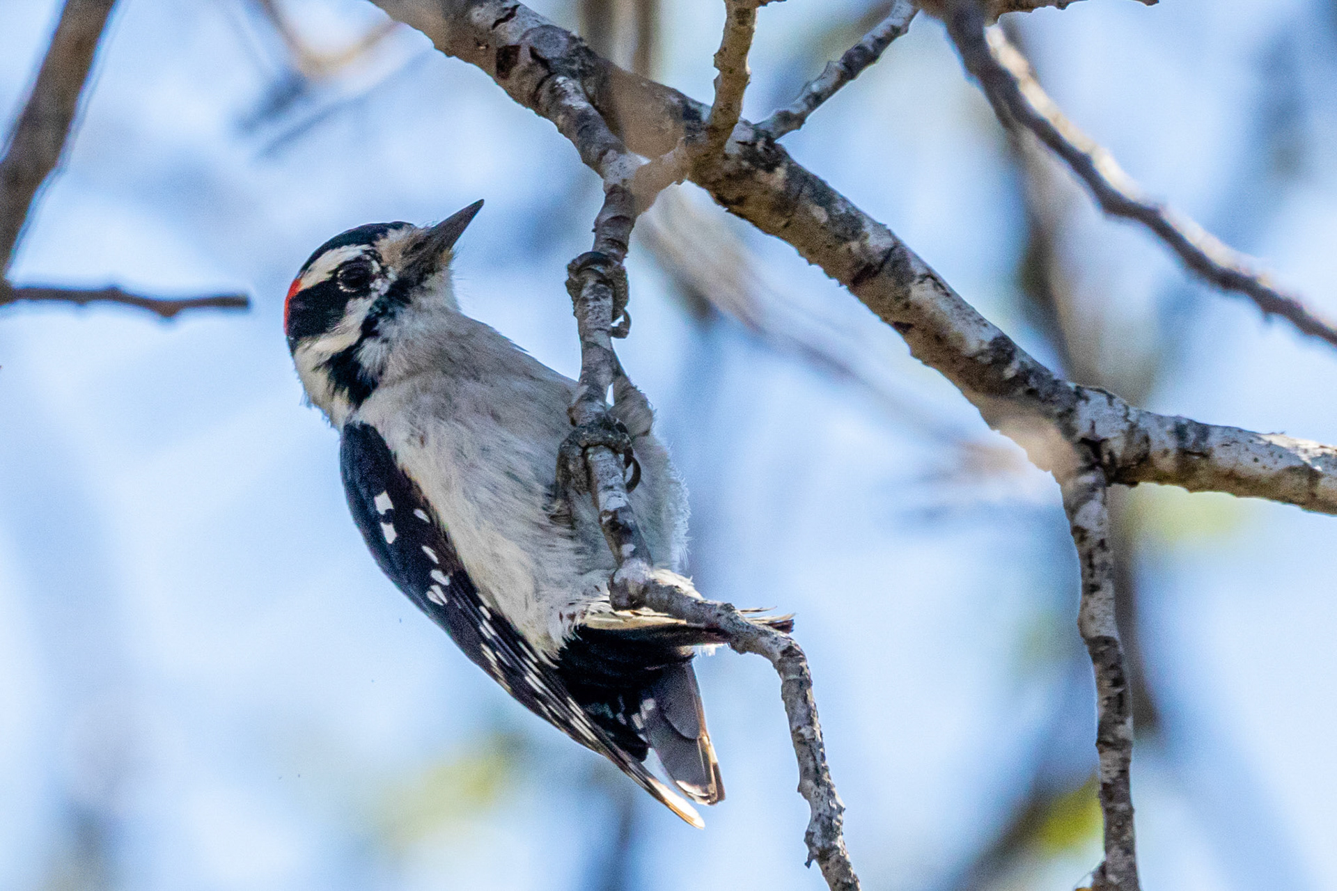 Hairy Woodpecker in Canada Larga Ojai