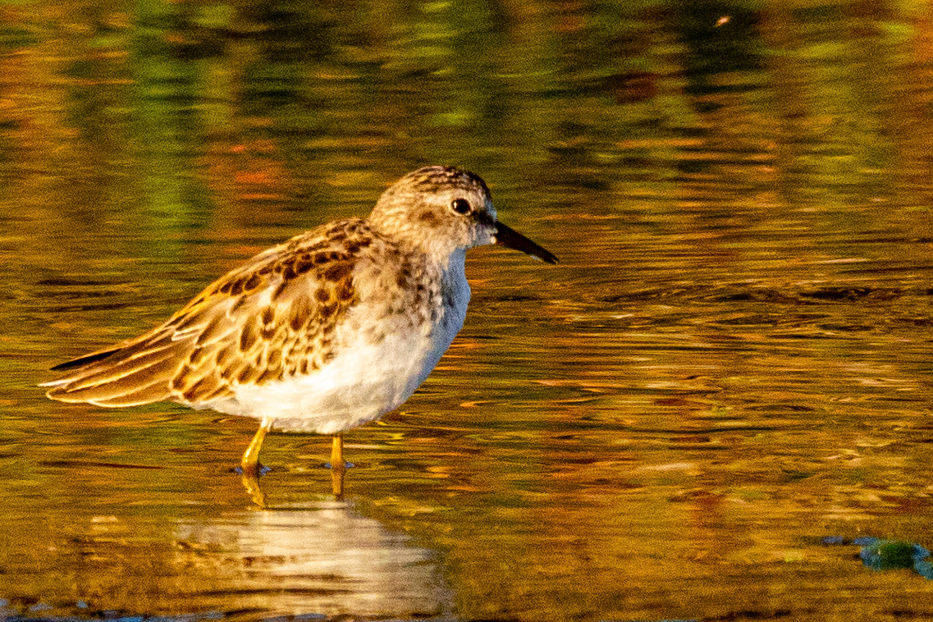 Least Sandpiper at LA River