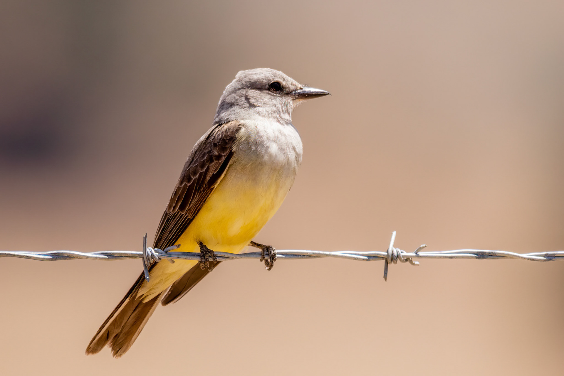 Western Kingbird in Canada Larga