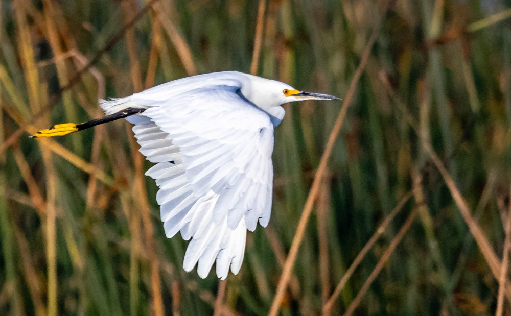 Snowy Egret at Ventura Lagoon
