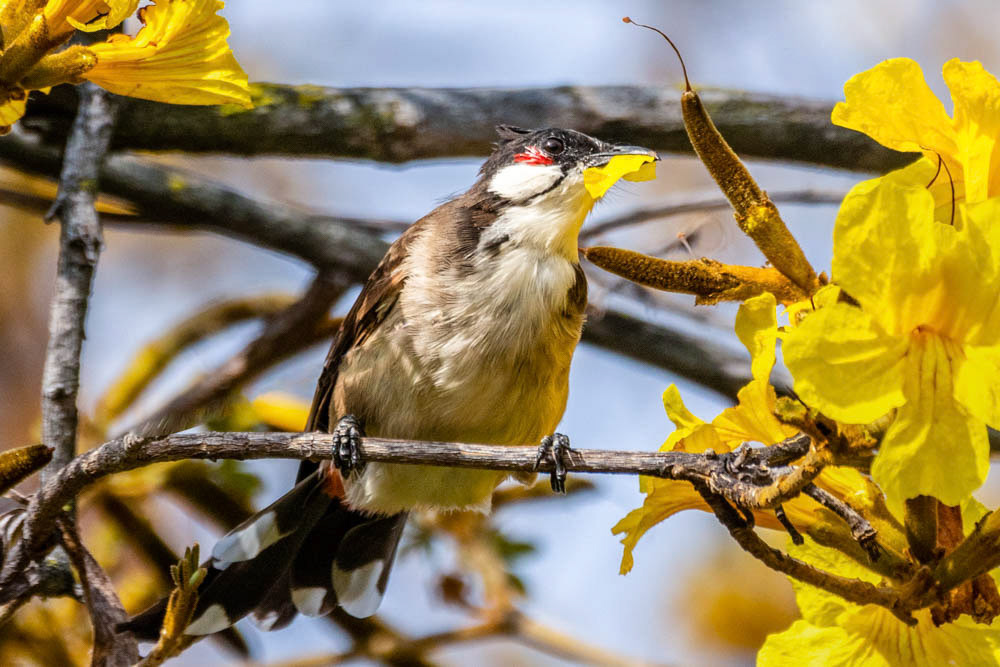 Red-Whiskered Bulbul at LA Arboretum