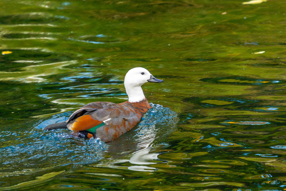 Mandarin Duck in Christchurch New Zealand