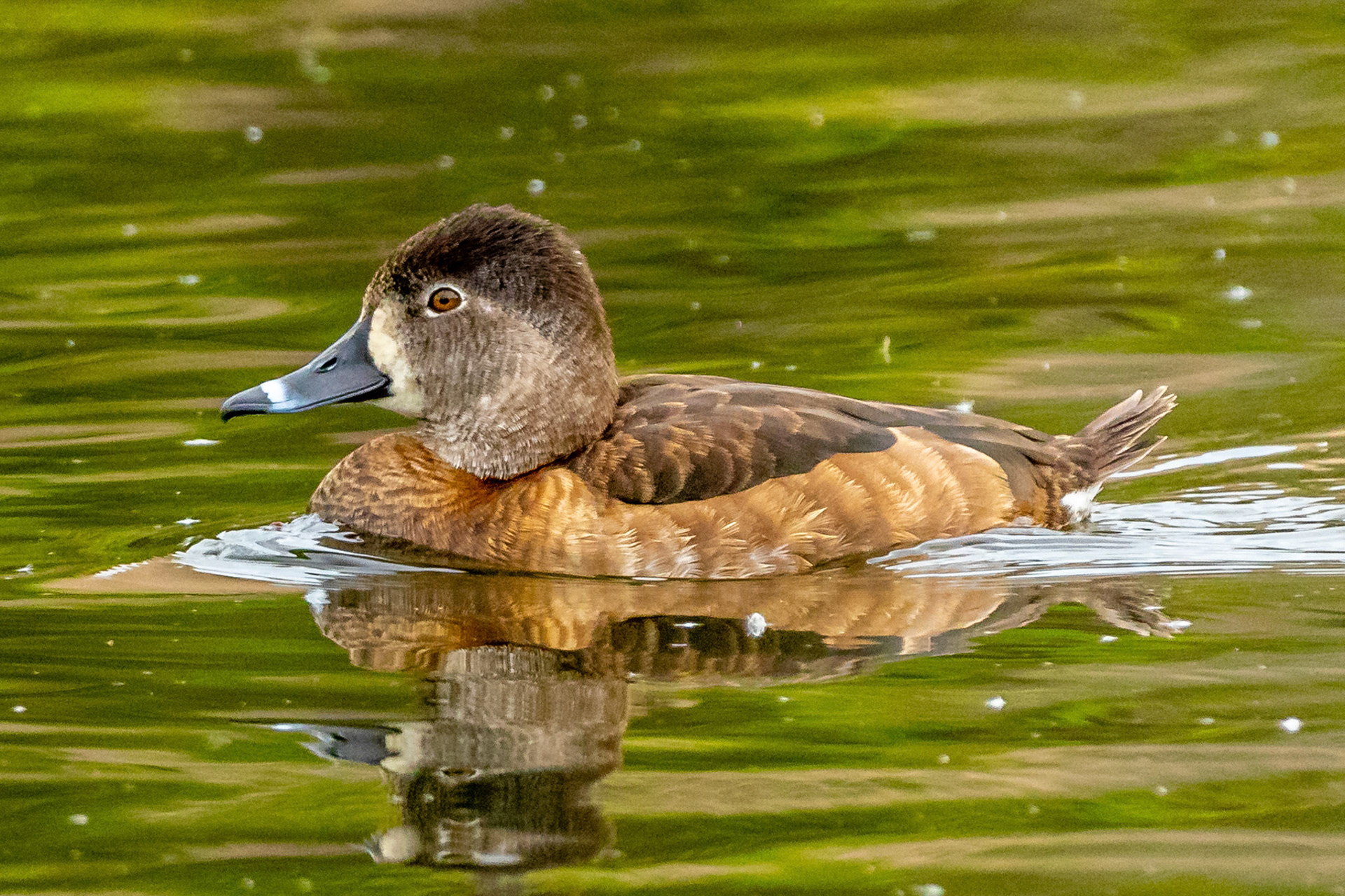 Ring-necked Duck at Ventura Ponds