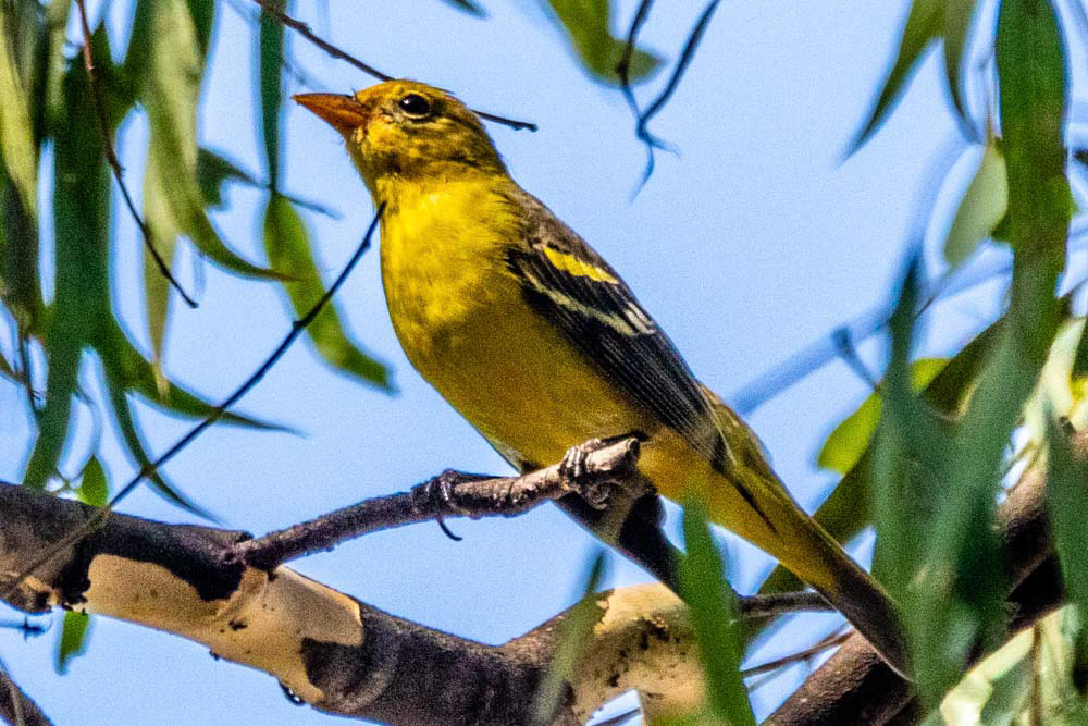 Western Tanager at Westminster 1 Park Goleta