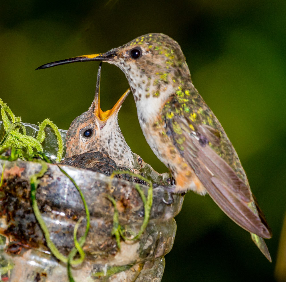 Rufous Hummingbird in Thousand Oaks