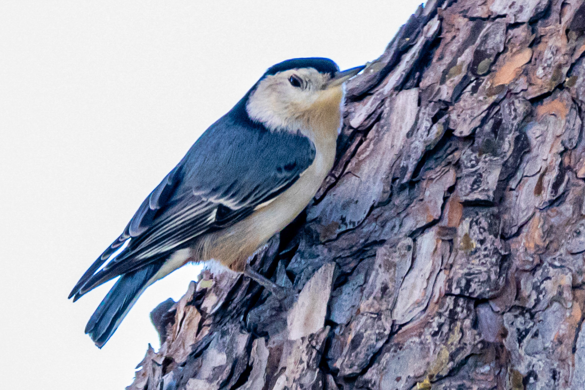 White-breasted Nuthatch