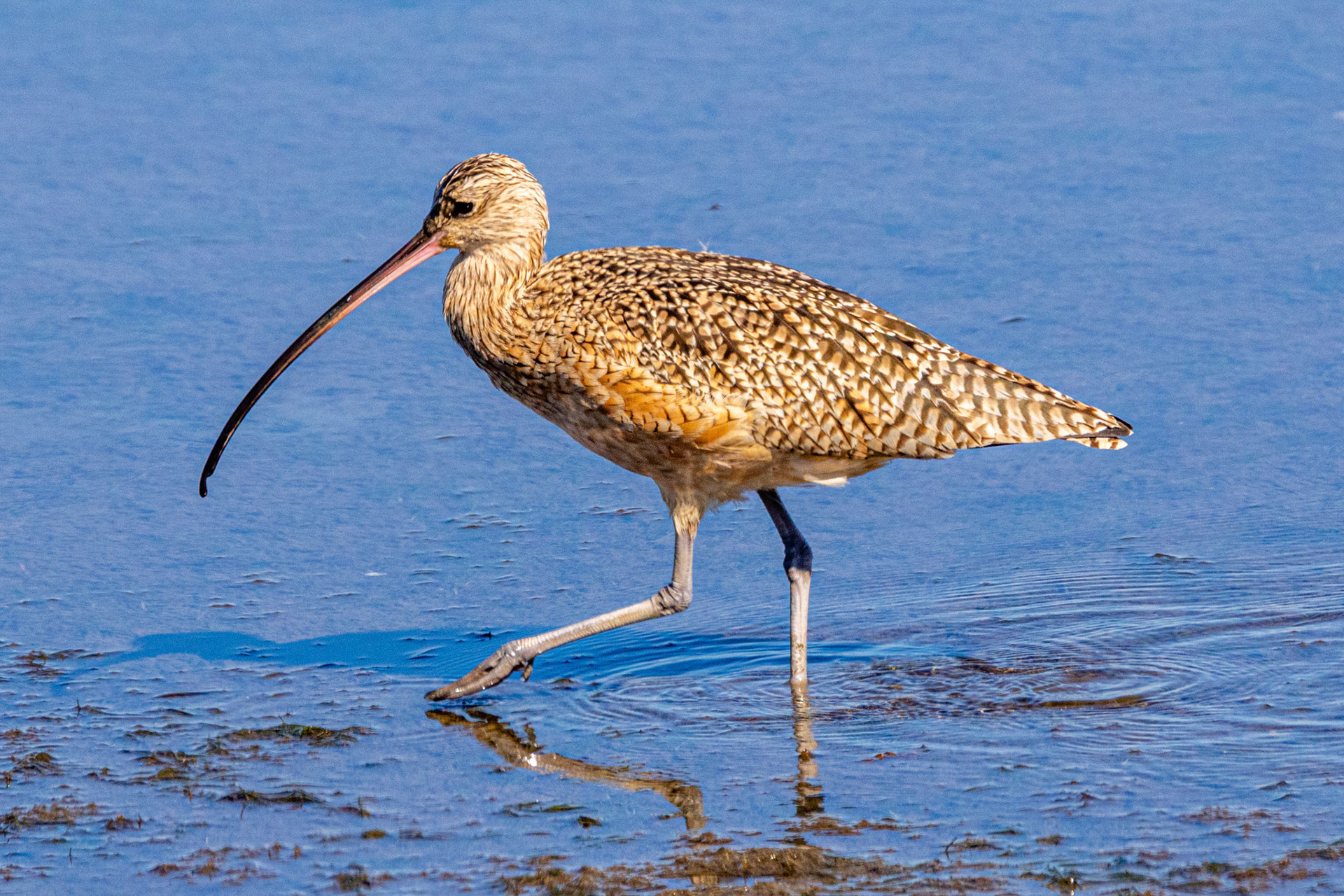 Long-billed Curlew at Bolsa Chica Wetlands