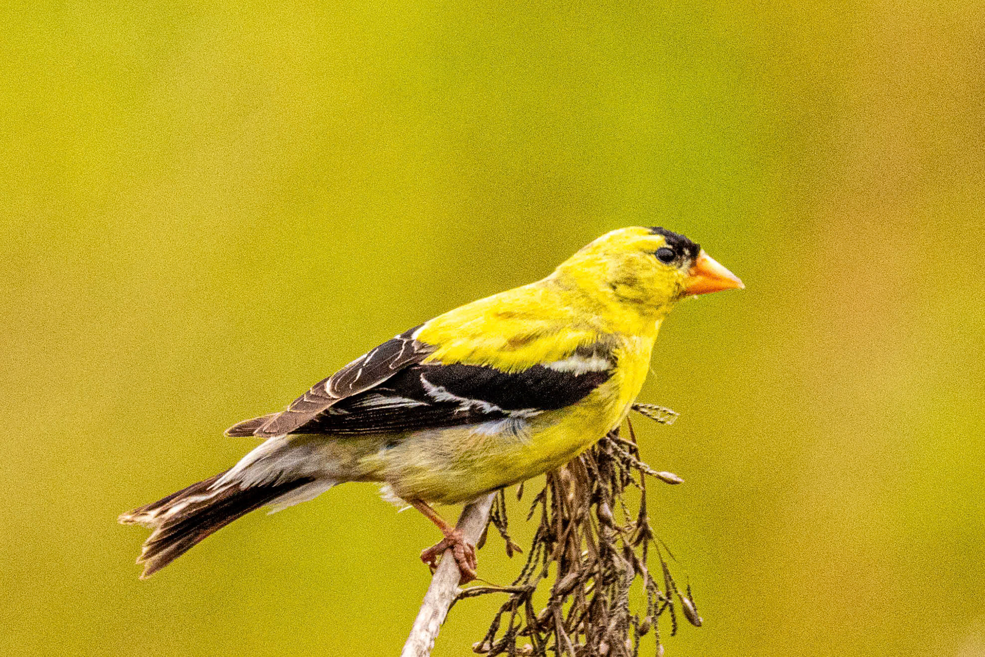 American Goldfinch at Ormand Bech