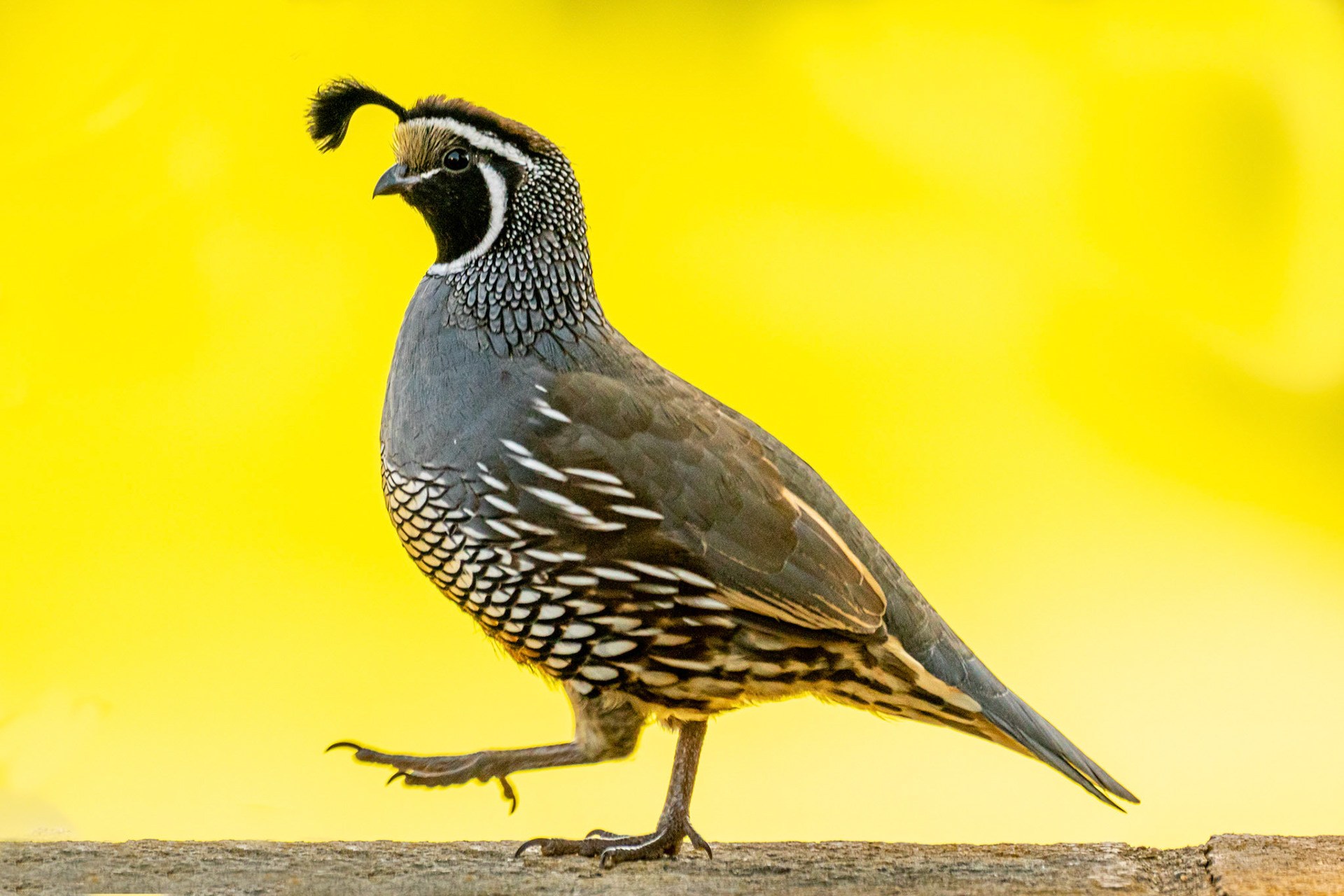 California Quail