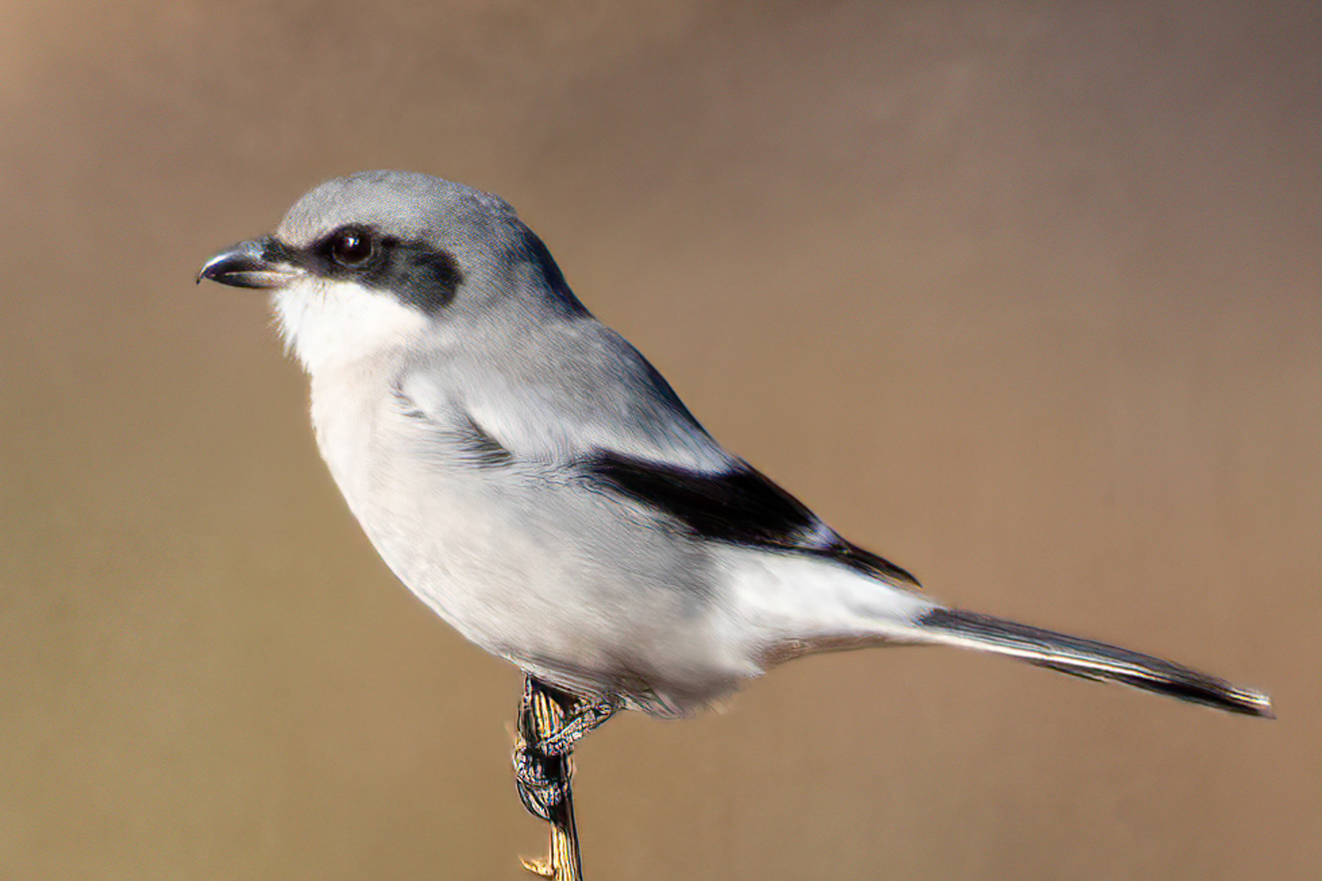 Loggerhead Shrike at Sat wiwa