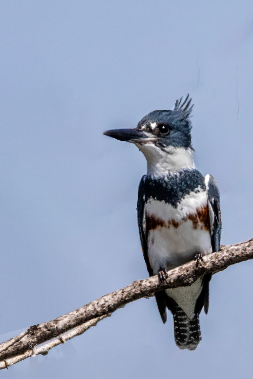 Belted Kingfisher at Sepulveda Dam