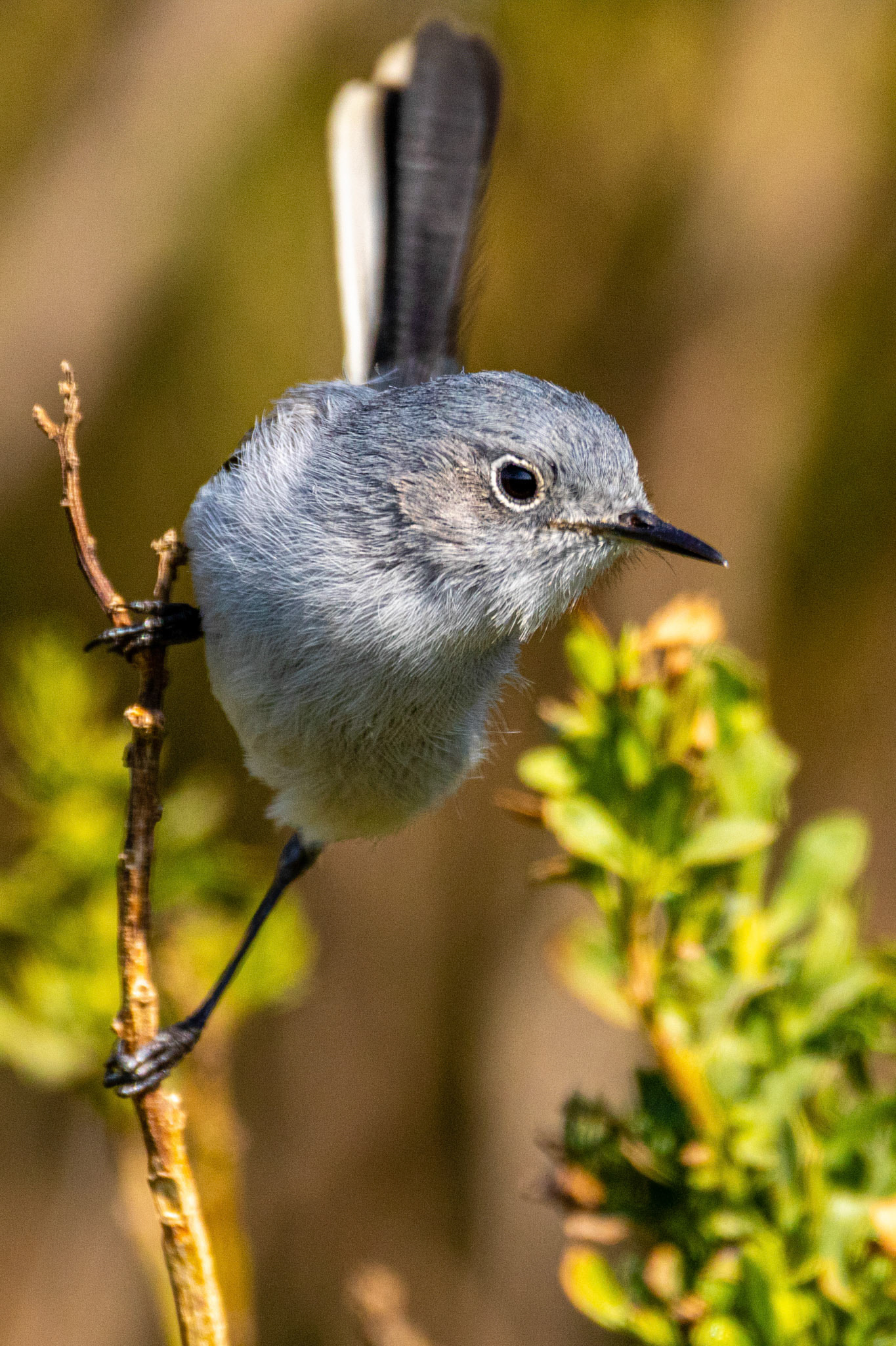 Blue-gray Gnatcatcher at Ormond Beach