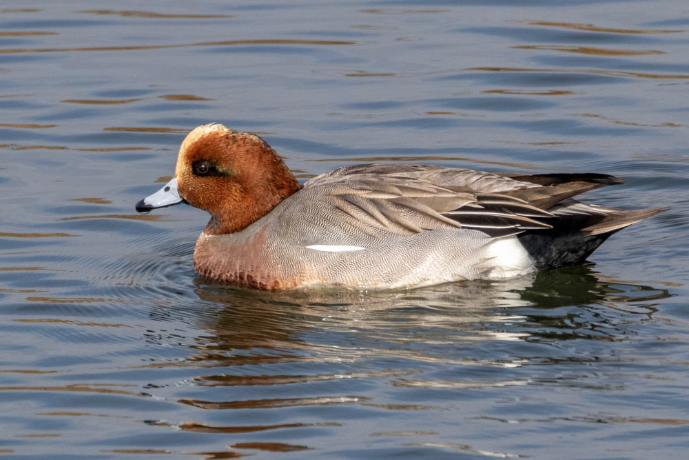 Eurasian Wigeon at Bolsa Chica Marsh