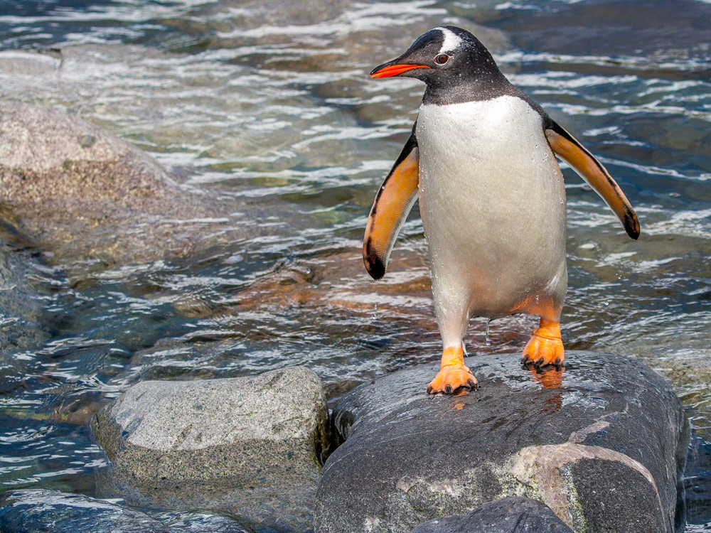 Gentoo penguin on a rock on Cuverville Island