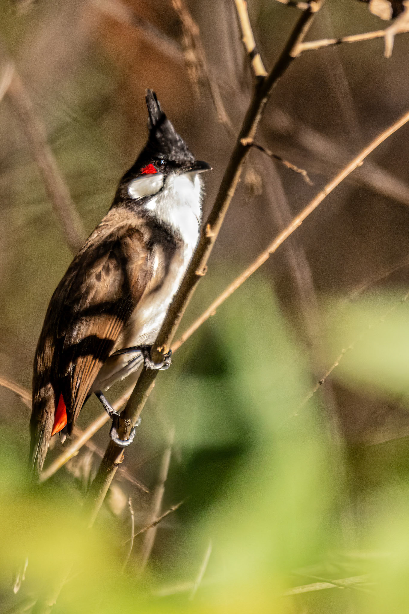 Red-Whiskered Bulbul at LA Arboretum