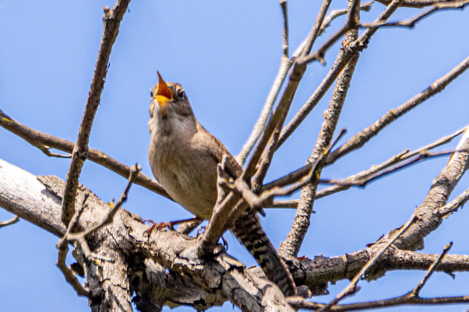 House Wren in Hawk Canyon