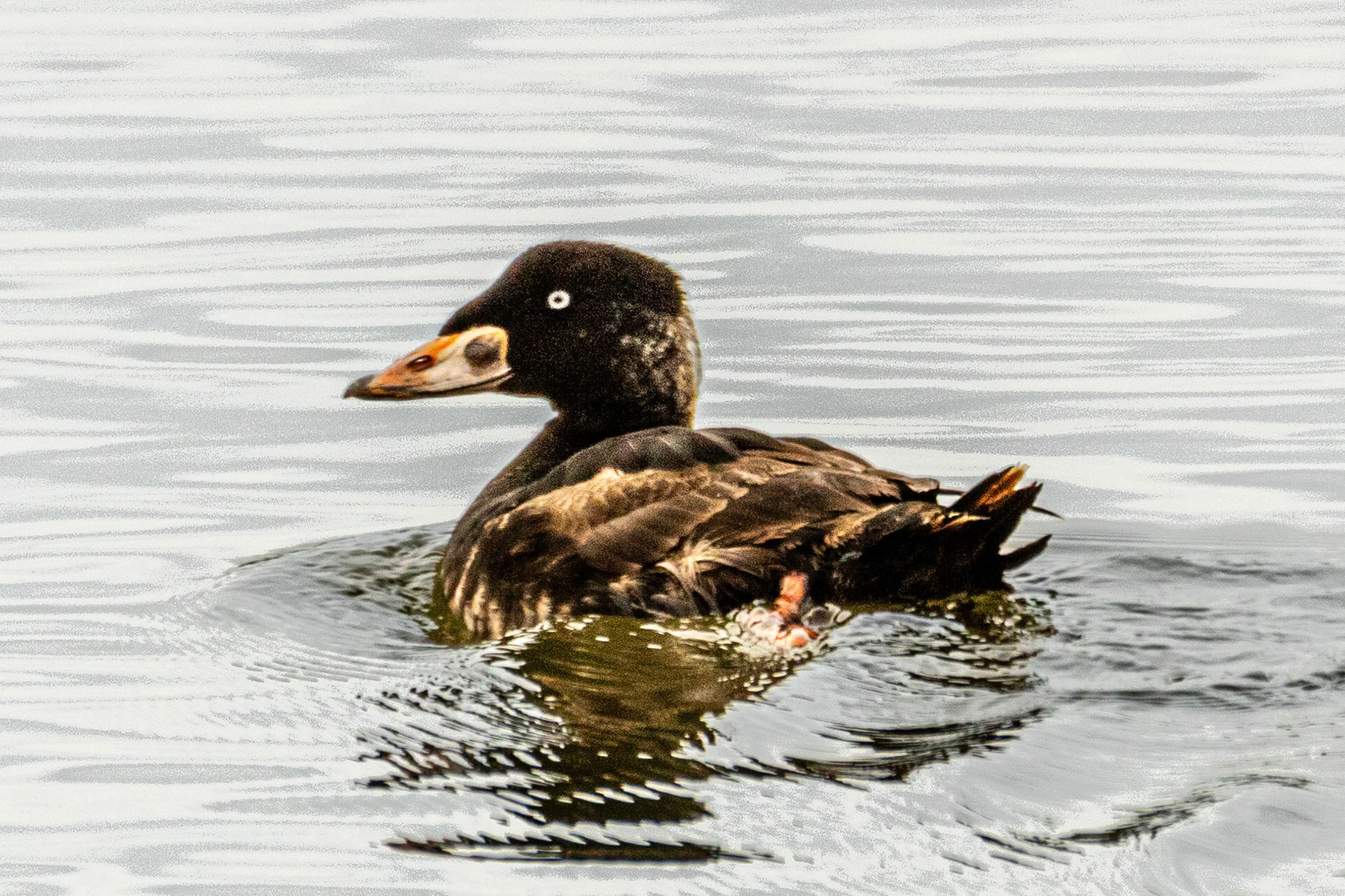 Surf Scoter at Malibu Lagoon