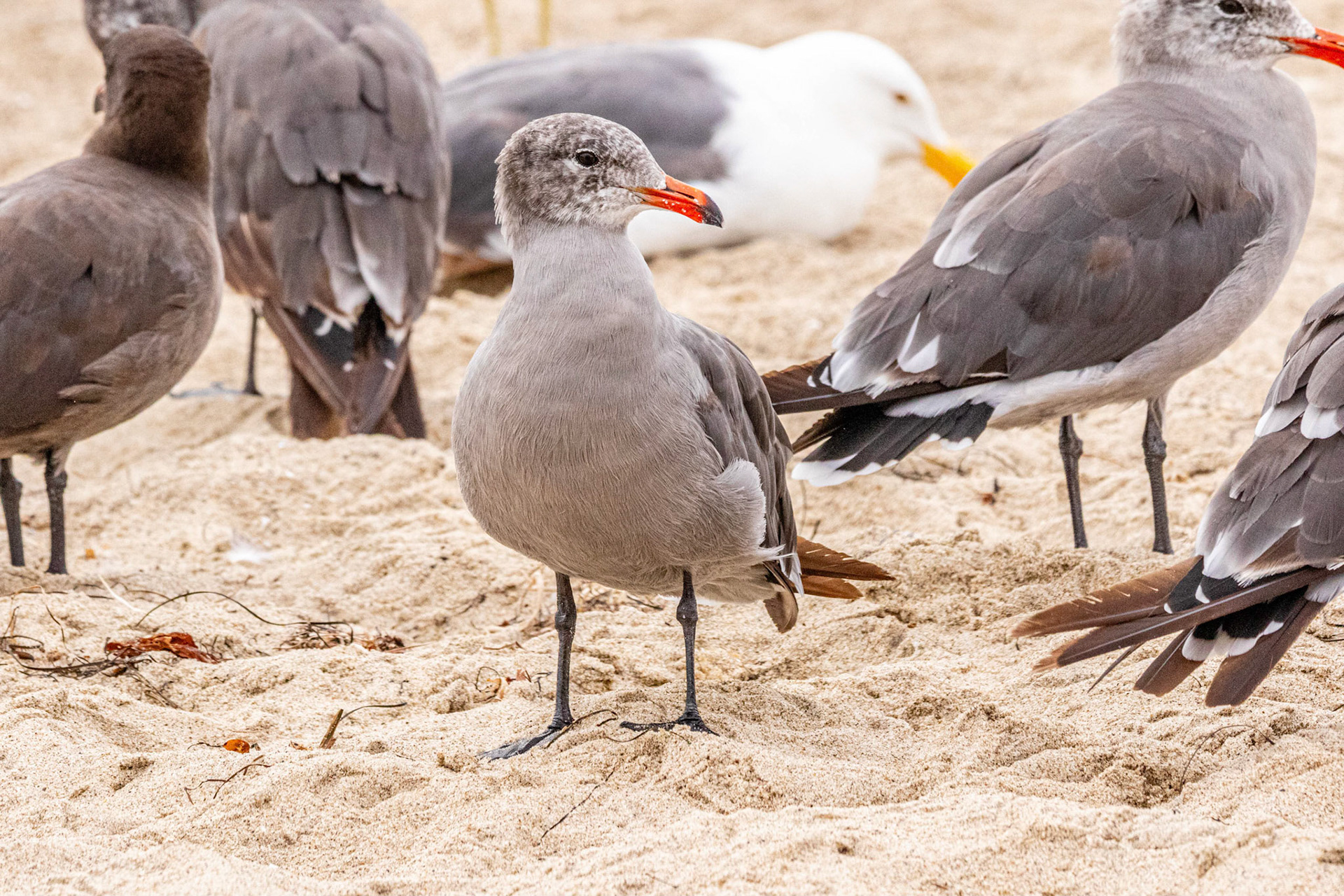 Heerman's Gull at Malibu Lagoon