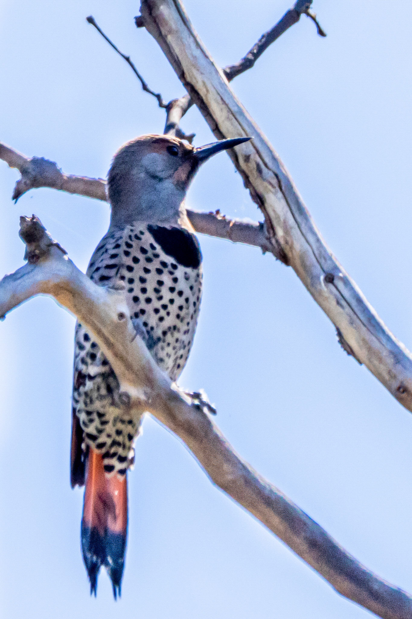 Northern Flicker in Canada Larga Ojai