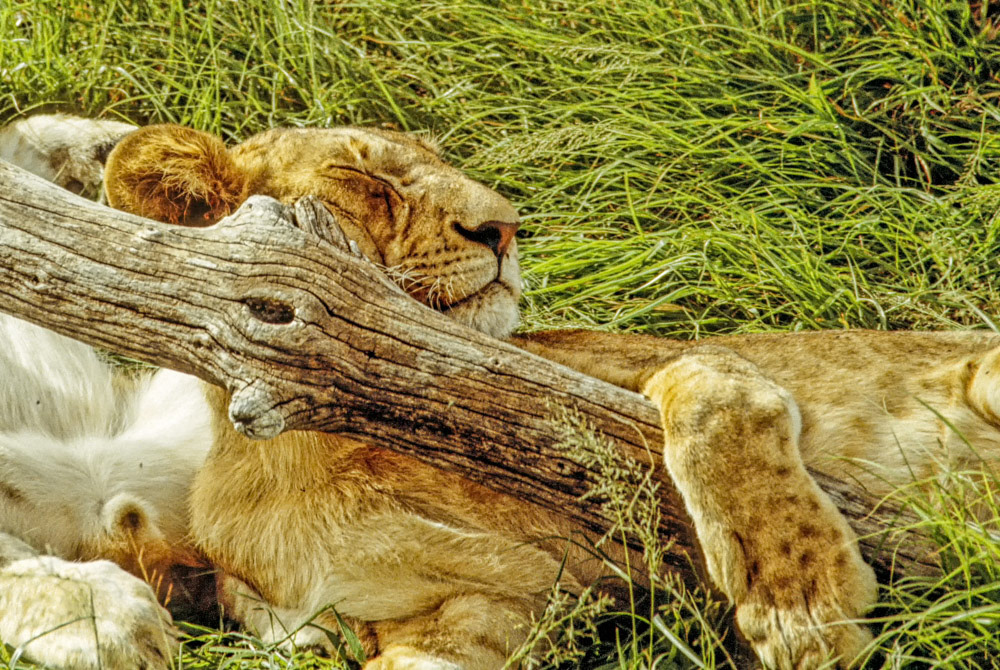 Sleeping Masai Mara Lion