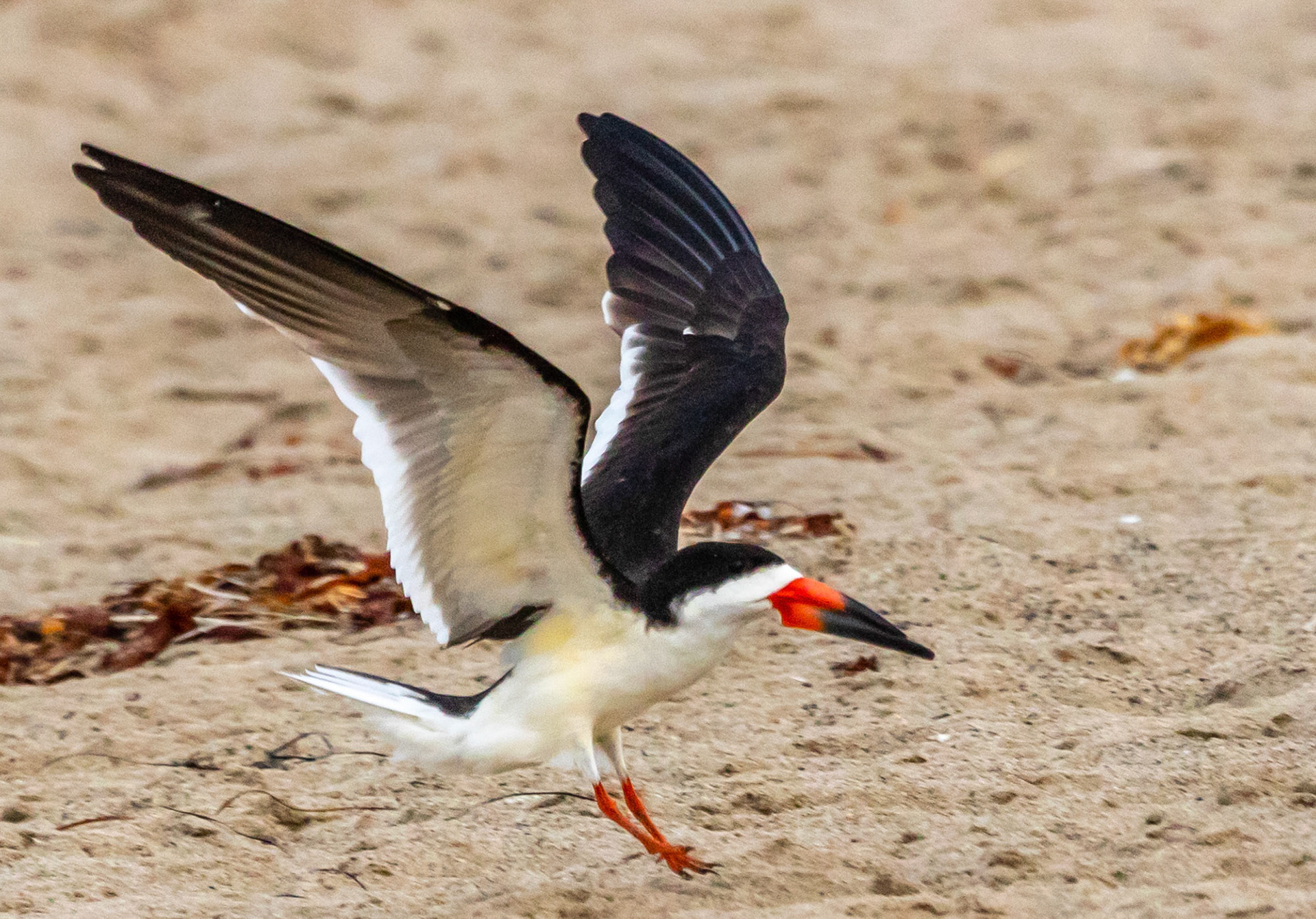 Black Skimmers at Ventura Beach