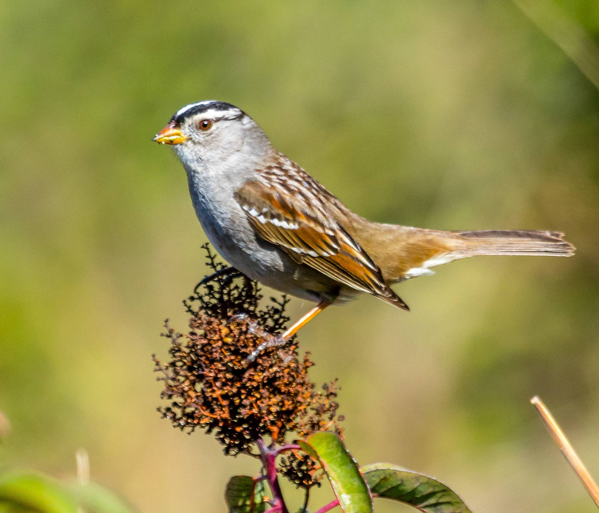 White-Crowned Sparrow