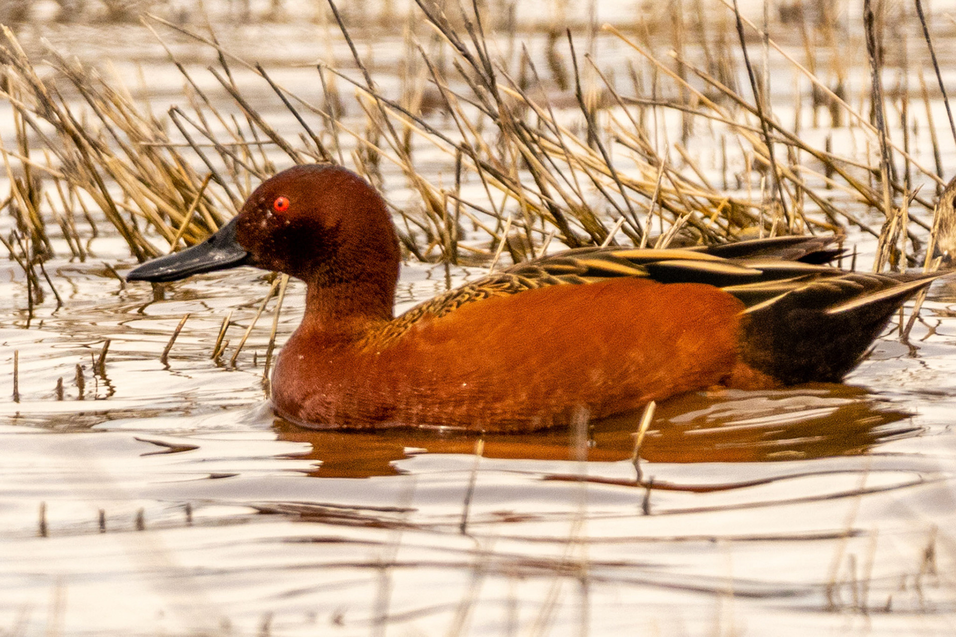 Cinnamon Teal at Ormond Beach