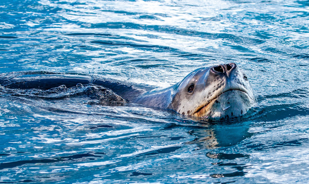 Leopard seal in the water off Pleneau Island