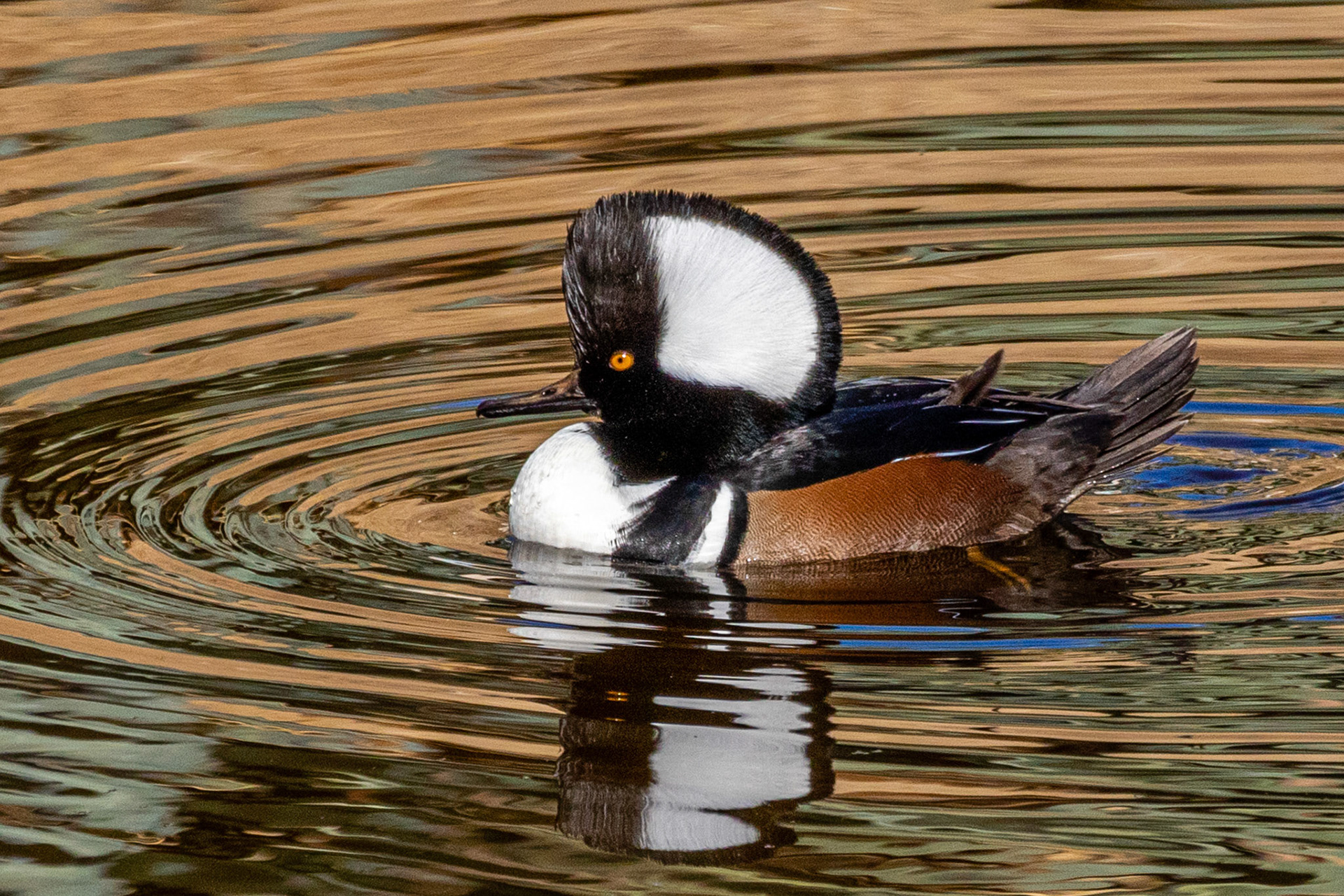 Merganser - Hooded