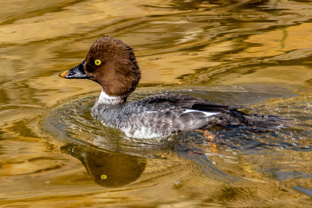 Common Goldeneye (Female) at Simi Arroyo