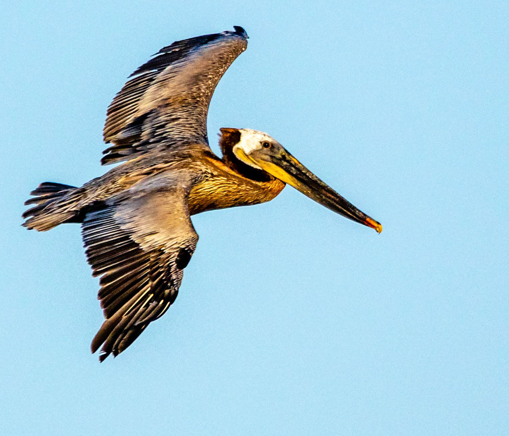 Brown Peilican at Ventura Beach