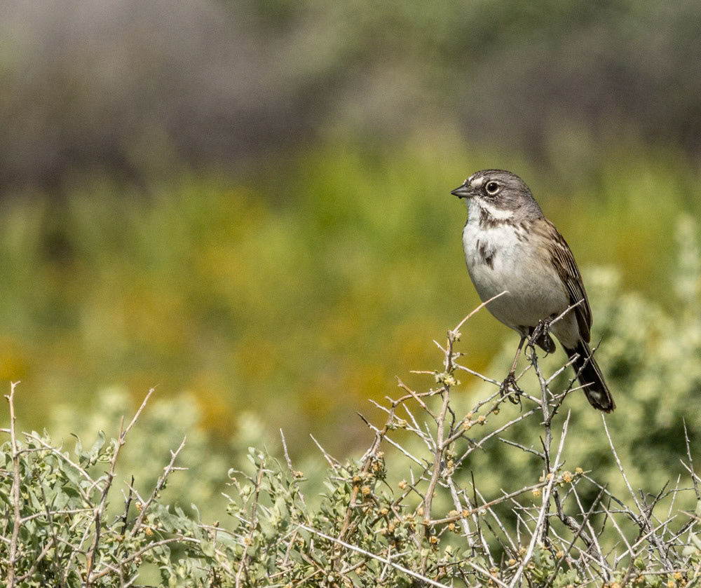 Sage Sparrow