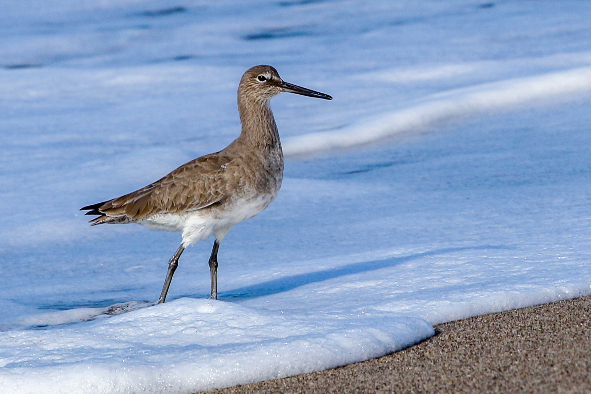 Willet at Ventura Beach