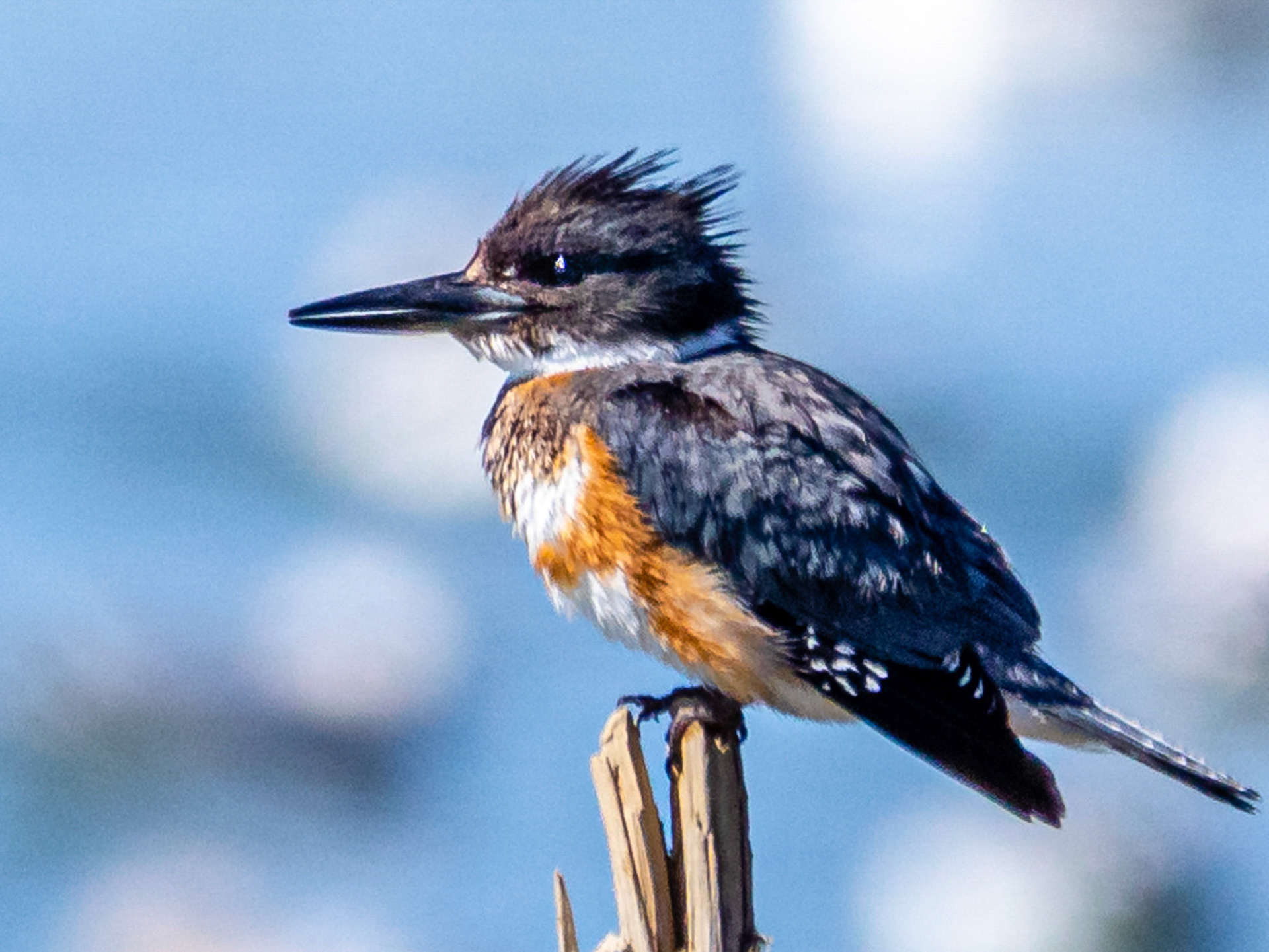 Belted Kingfisher at Ventura River Mouth