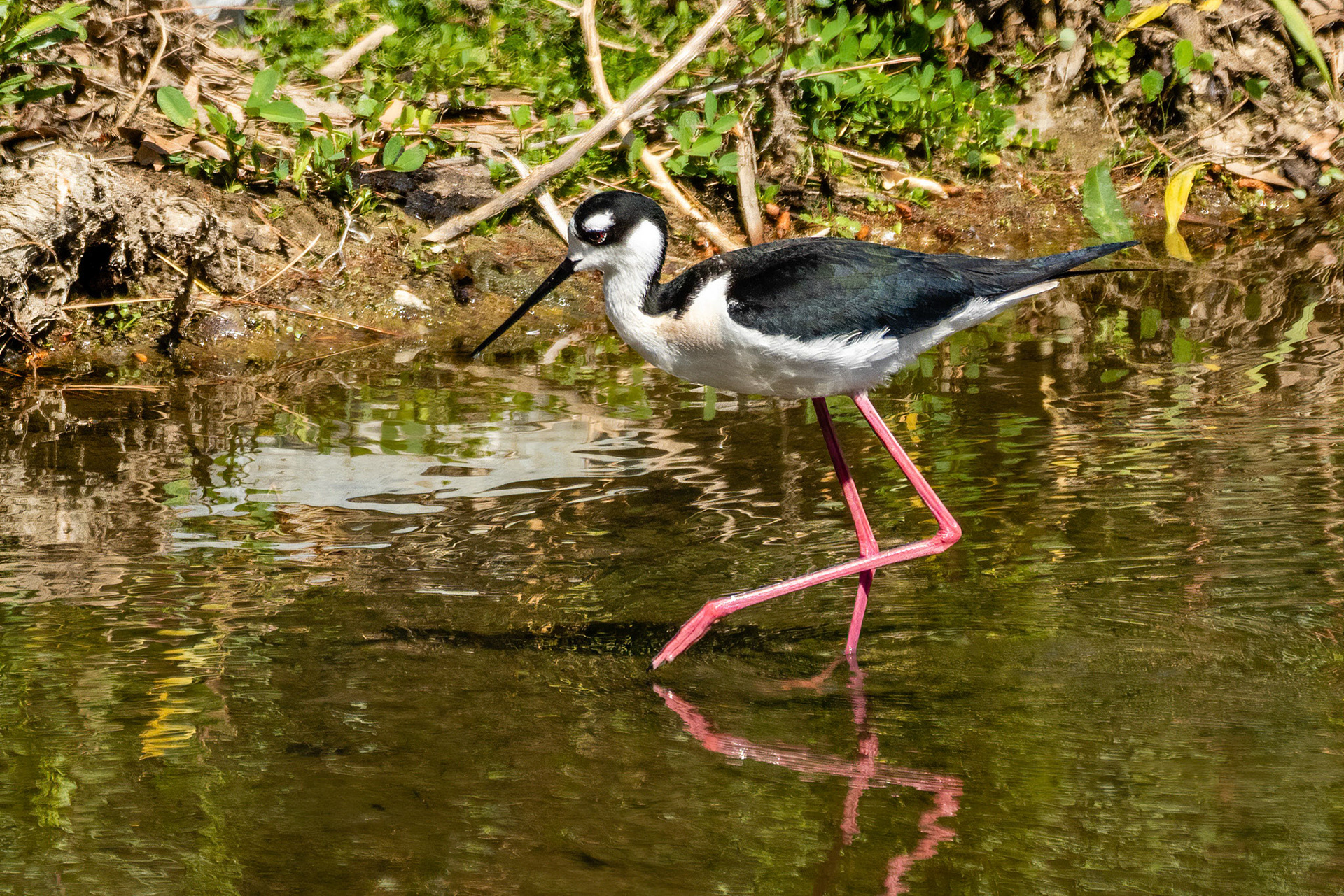 Black-necked Stilt in Simi Arroyo