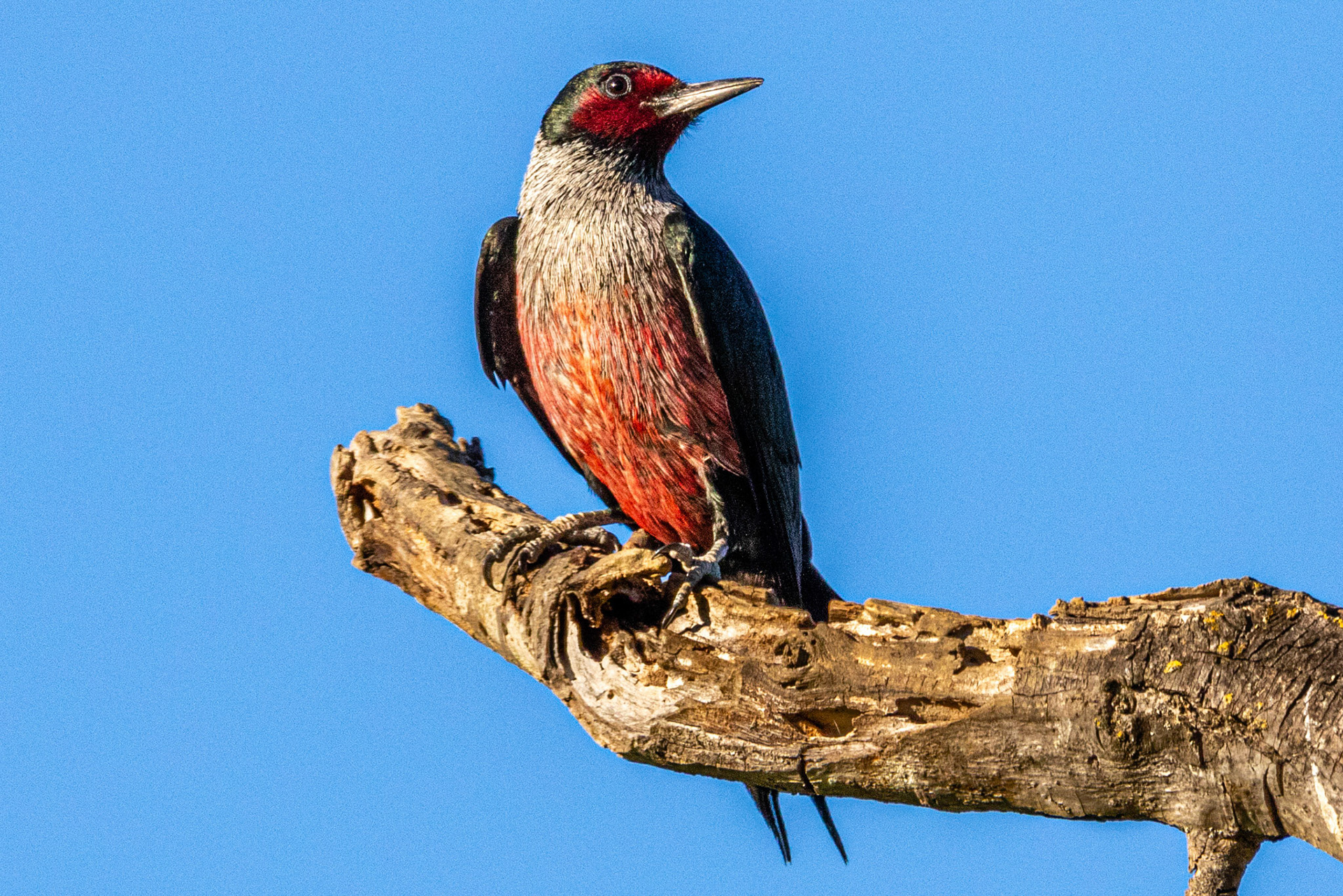 Lewis's Woodpecker in Canada Larga, Ojai