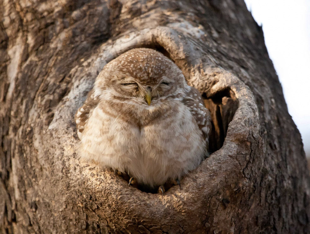 Pigmy Owl at Ranthambore Nationa; Park India
