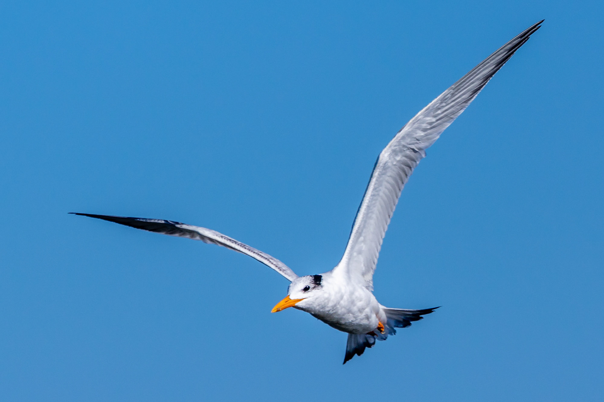 Royal Tern over Ventura Beach