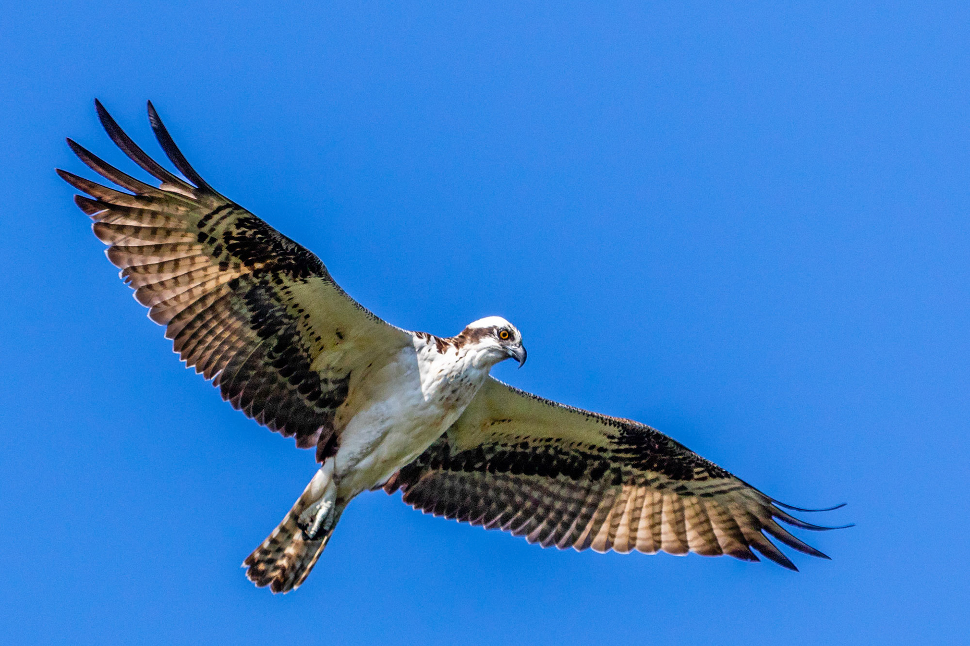 Osprey at Sepulveda Basin