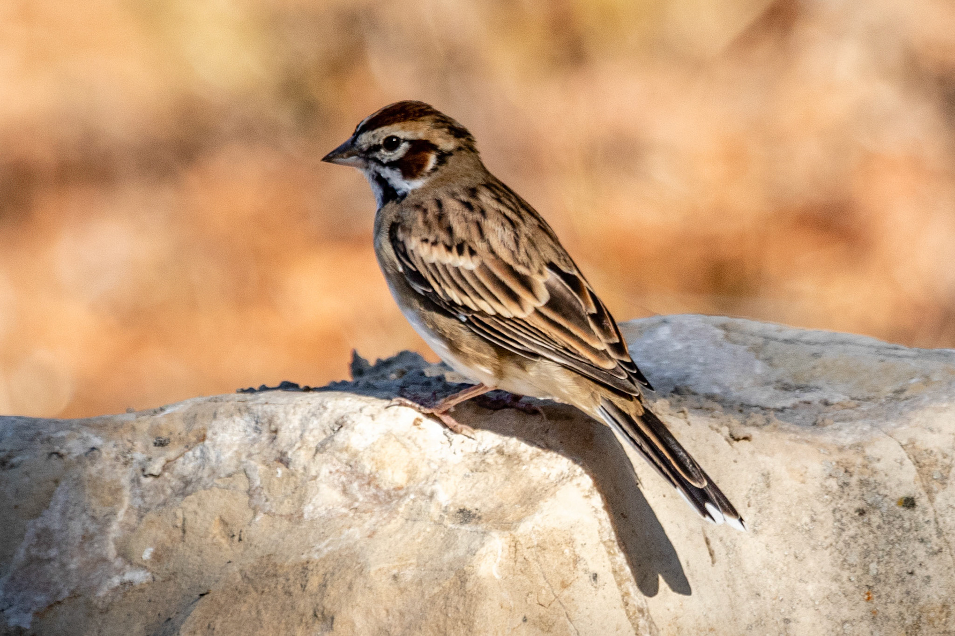 Lark Sparrow at Demetria Winery