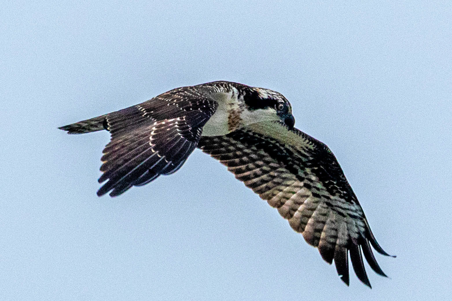 Osprey at Malibu Lagoon