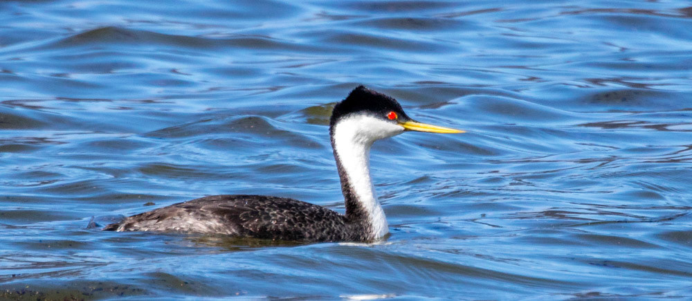 Western Grebe Lake Casitas