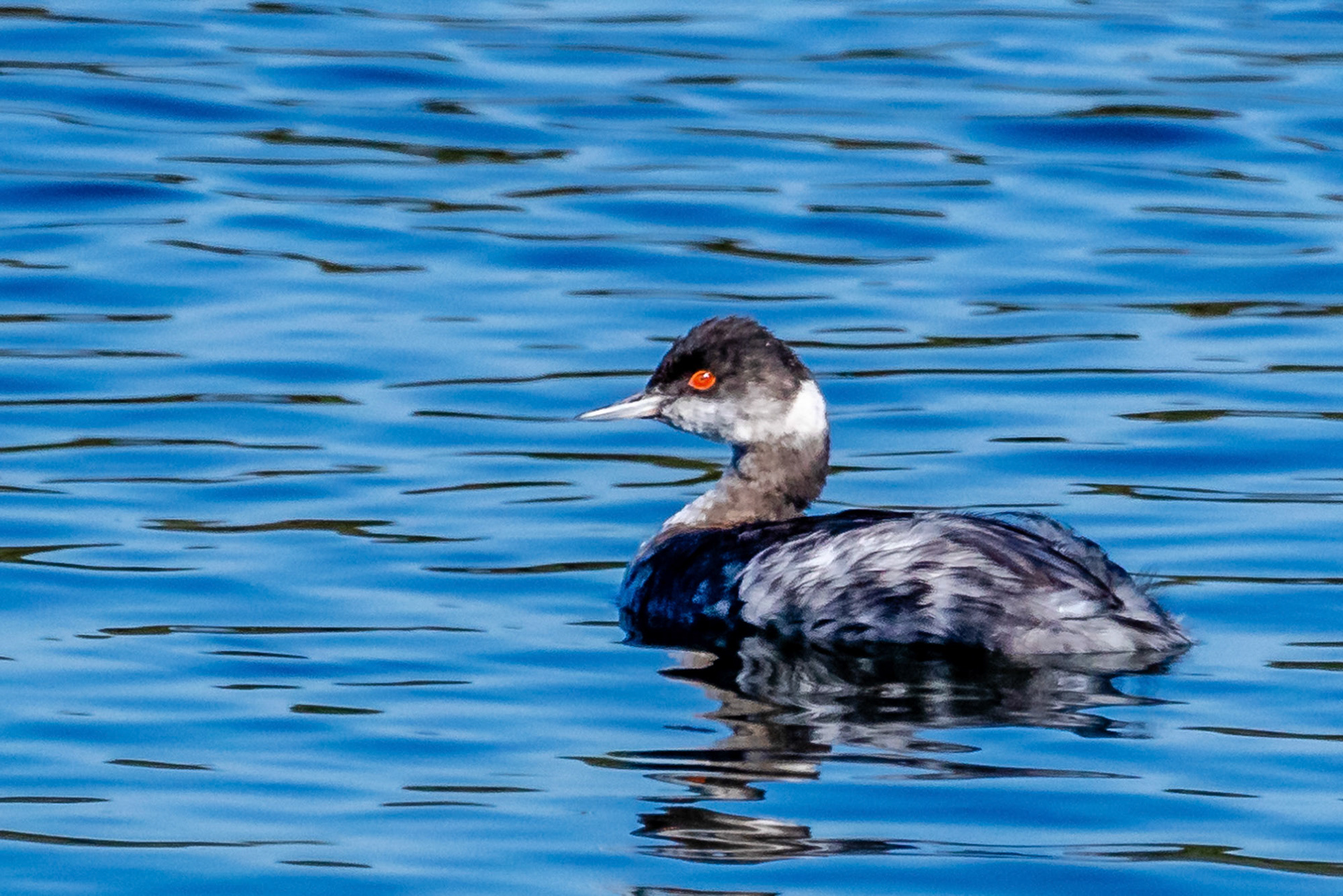 Horned Grebe at Ventura Ponds