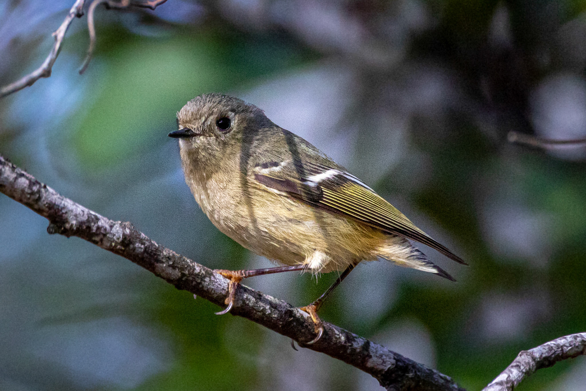 Ruby-crowned Kinglet at Los Carneros County Park