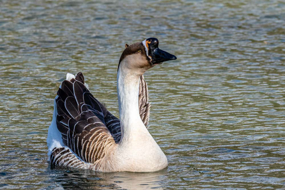 Swan Goose in Simi Arroyo