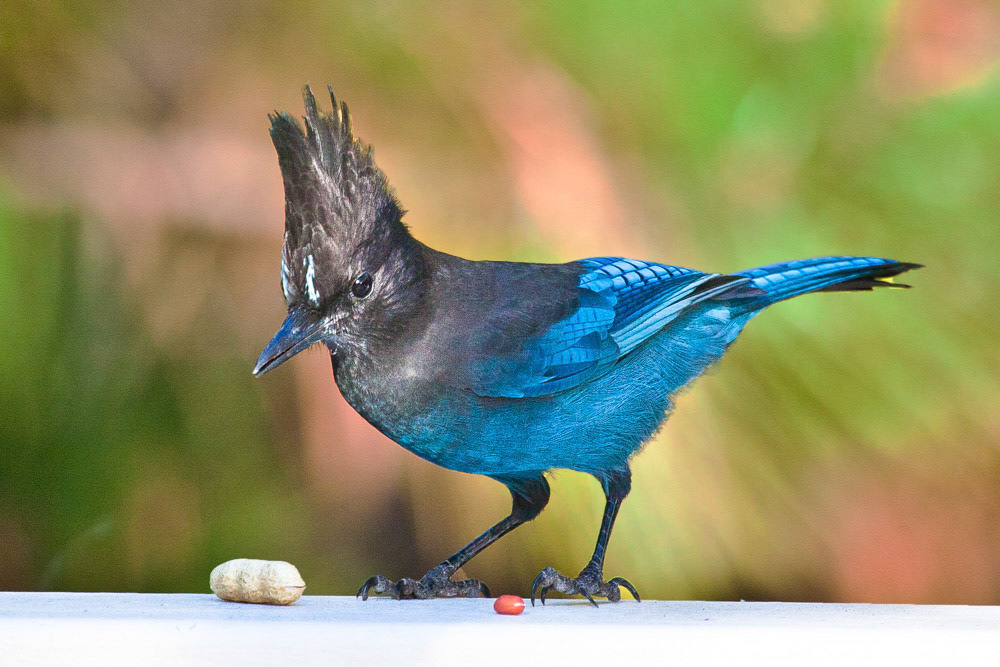Stellar Jay
