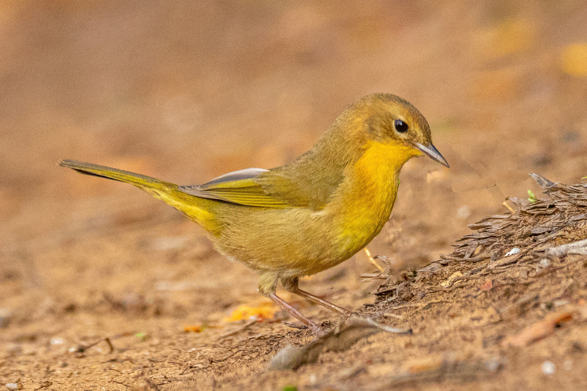 Common Yellowthroat at Los Carneros County Park