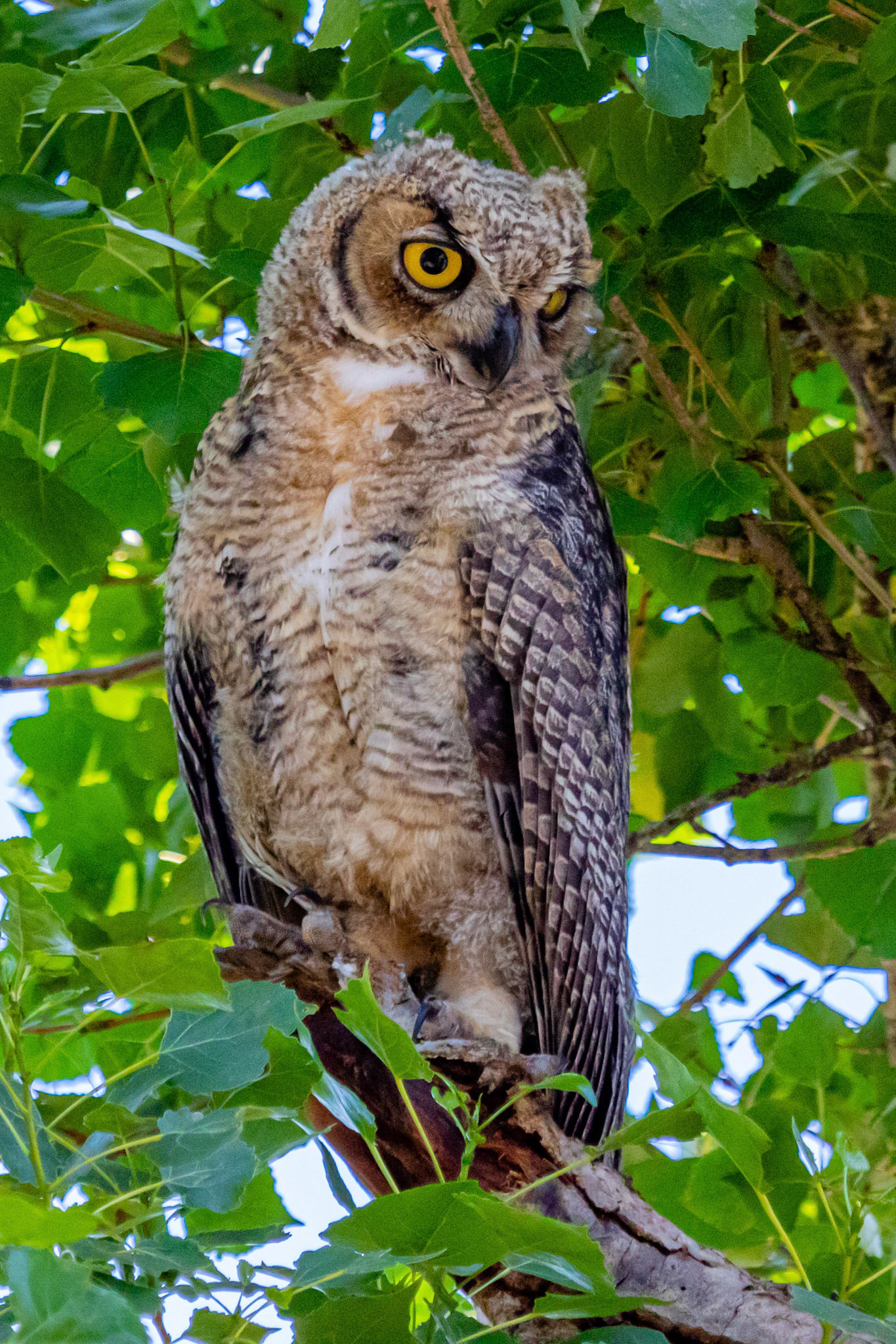 Great Horned Owl at Lake Casitas