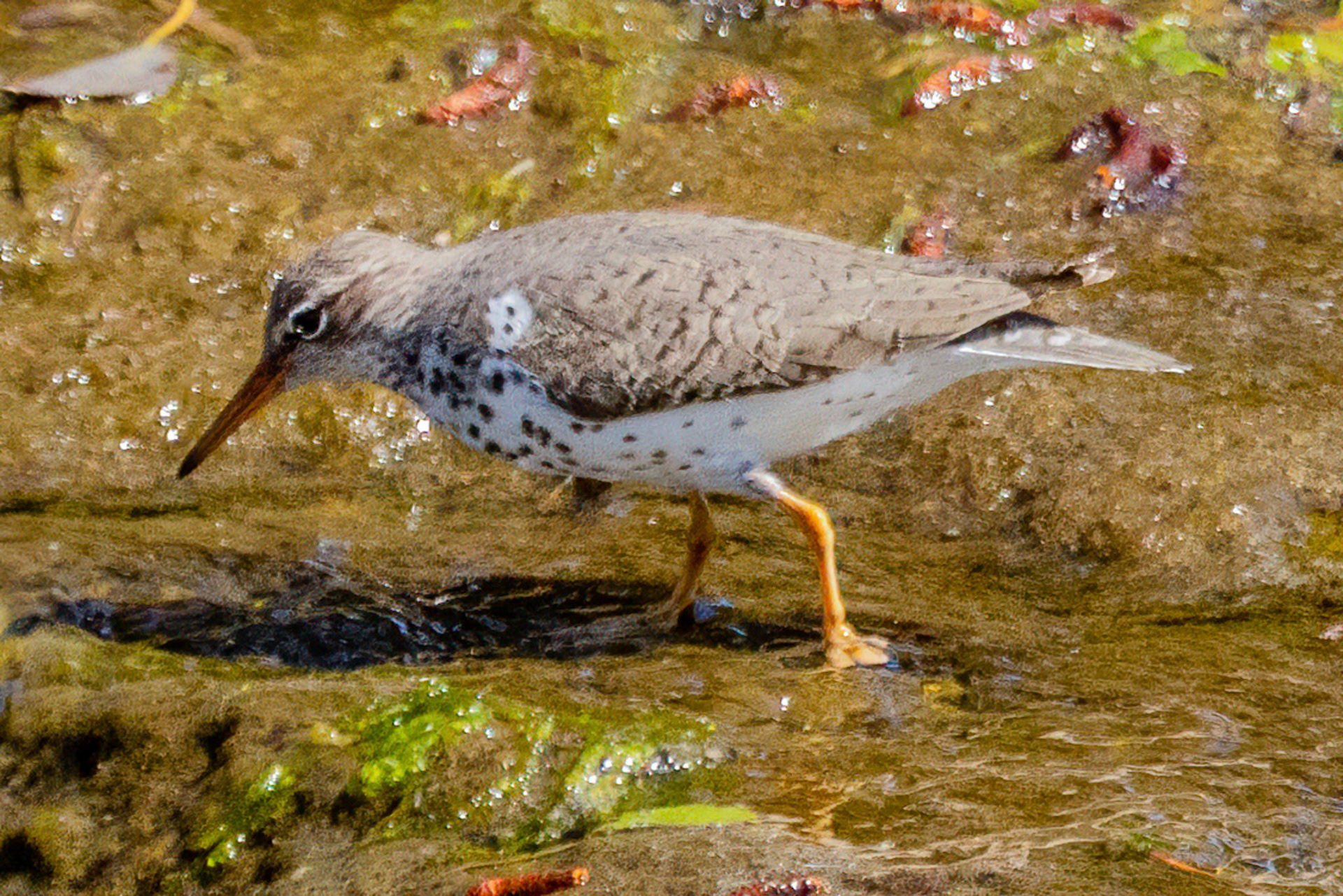 Spotted Sandpiper in Simi Arroyo